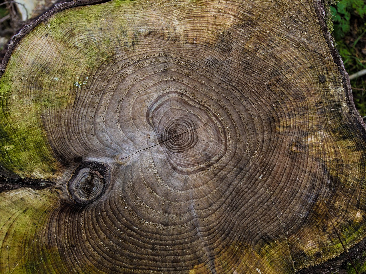 The Link Between Deforestation and Pandemics